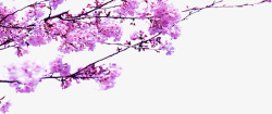 春季粉色桃花树枝素材
