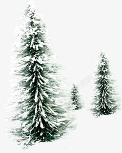 摄影冬天的松树圣诞树效果素材