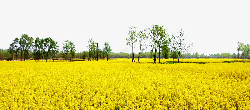 一起去看油菜花旅游海报png免抠素材_88icon https://88icon.com 旅游 旅行 春天 油菜 油菜花 油菜花之旅 油菜花节 花海 踏春 醉美油菜花