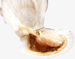贝壳珍珠海洋生物素材