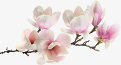 春天白粉色淡雅花朵素材