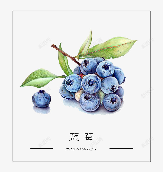 水彩蓝莓png免抠素材_88icon https://88icon.com 卡通 手绘 水彩 水果 绿叶 蓝色 蓝莓 装饰