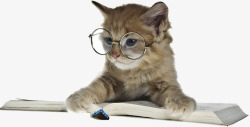 戴眼镜的猫咪素材