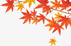 枫叶树枝秋天黄色叶子枫叶树枝高清图片
