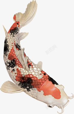 富贵鱼中国风彩绘锦鲤鱼富贵鱼矢量图高清图片