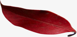 红色叶子咖啡海报素材