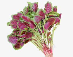 苋菜紫色蔬菜苋菜高清图片