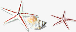 立体海星贝壳背景素材