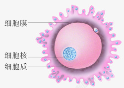 可爱粉色医学细胞结构图素材
