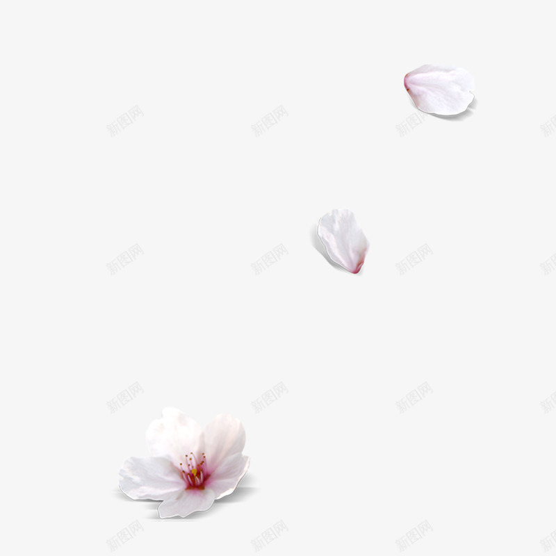 桃花png免抠素材_88icon https://88icon.com 桃花 白色 花瓣