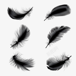 形状不同黑色系不同形状羽毛高清图片