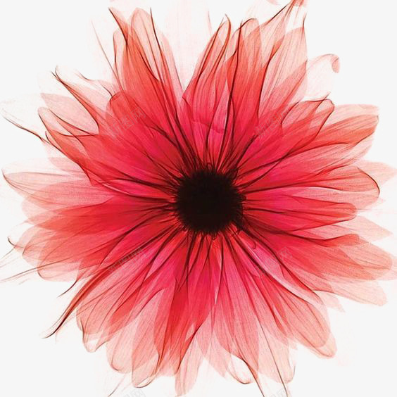 粉红花朵png免抠素材_88icon https://88icon.com 创意 小清新 文艺 水彩 花瓣 鲜花