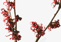 梅红花金缕梅三束红花长枝高清图片