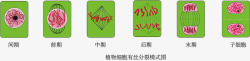 植物细胞有丝分裂素材