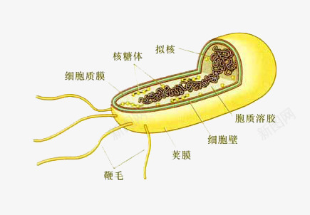 高中生物细胞分解图png免抠素材_88icon https://88icon.com 分解图 生物 细胞 高中