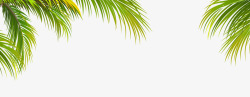 椰子树边框卡通椰子树叶边框高清图片