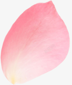 植物粉色花瓣唯美素材