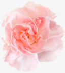粉色水彩淡雅花朵康乃馨素材
