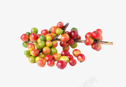 红色成熟散落的咖啡果实物素材