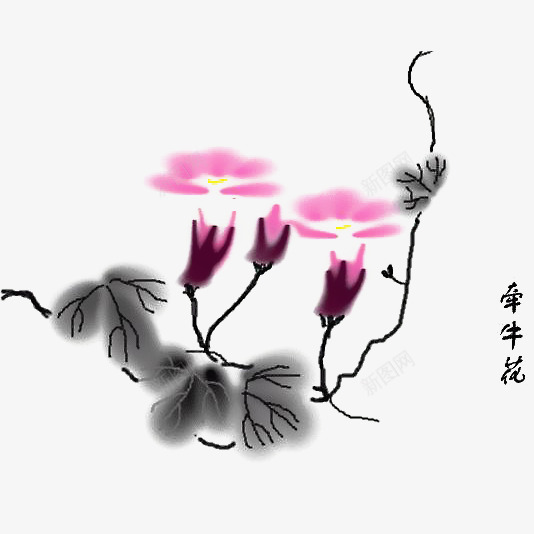 淡雅粉色水墨牵牛花png免抠素材_88icon https://88icon.com 古风 喇叭花 插画 水墨 水墨牵牛花 水彩 淡雅 牵牛花