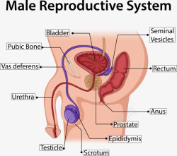 生殖系统男士生殖结构矢量图高清图片