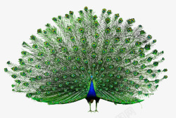 中国风动物素材开屏的孔雀图标高清图片