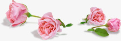 粉色玫瑰婚庆布置素材