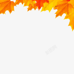 美丽多彩秋季秋天黄色的枫树叶子高清图片