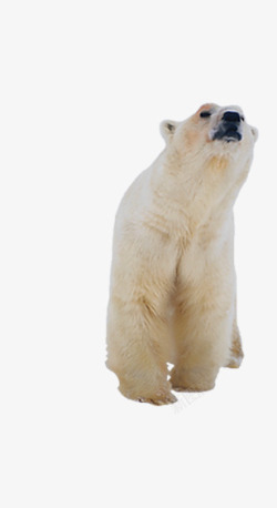 北极生物北极熊正面高清图片
