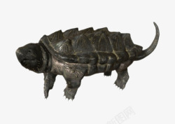 鳄鱼龟最古老的爬行动物大鳄龟实物高清图片