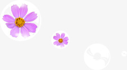 淡紫色花瓣花朵素材