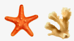 海星珊瑚素材