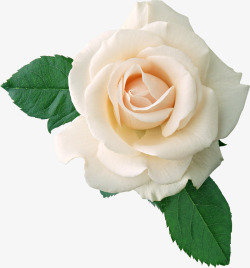 白色绽放玫瑰绿叶素材