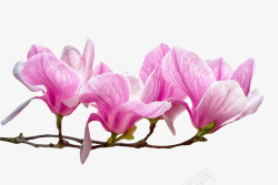 木兰科紫色带香味分支上带白色纹理的玉高清图片