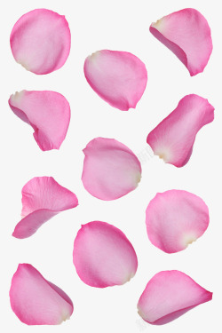 情人节粉色玫瑰瓣飘零背景素材