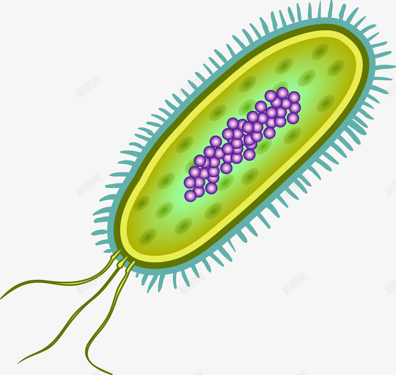生物研究细胞图png免抠素材_88icon https://88icon.com 显微镜 生物医疗 生物学 生物研究 真菌 细胞 细胞高清大图 细菌 细菌结构 蛋白质细胞