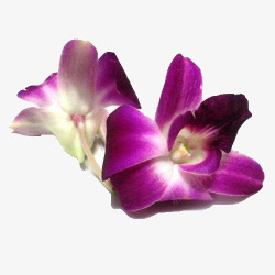 紫粉色杨兰摆盘花高清图片