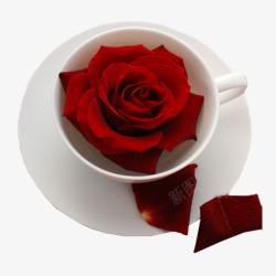 放在杯子中的红玫瑰素材