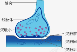突触突触的亚显微结构高清图片