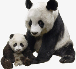 萌兽母子大熊猫高清图片