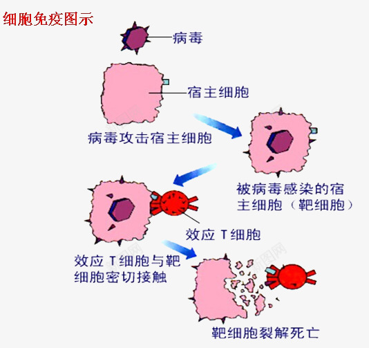 细胞免疫图png免抠素材_88icon https://88icon.com png下载图 免疫 生物 细胞