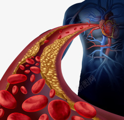 血管构造人体器官高清图片