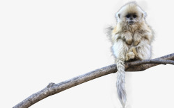 树木动物园小金丝猴高清图片