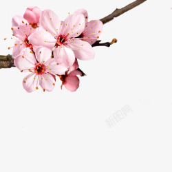 樱花粉色浪漫背景元素图素材