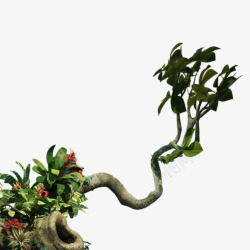 植物盆景绿叶装饰素材