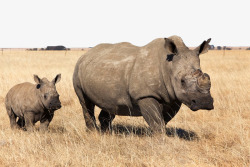 非洲犀牛大气非洲犀牛犀牛宝宝高清图片