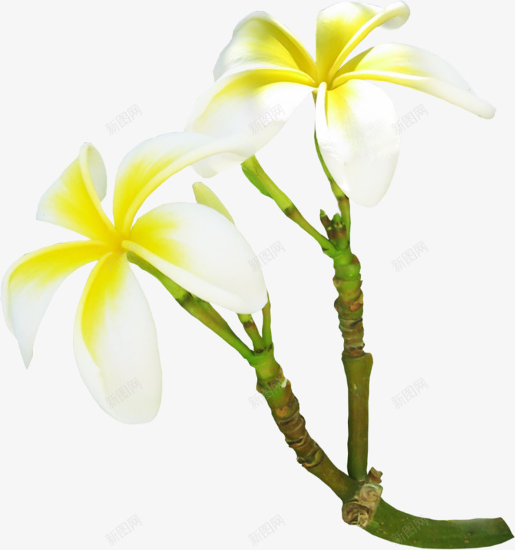 白色石斛花png免抠素材_88icon https://88icon.com 植物 白色 石斛 鲜花