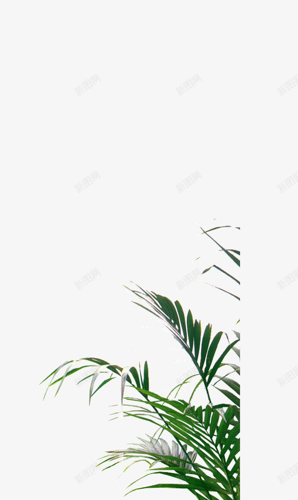 花草png免抠素材_88icon https://88icon.com 植物 盆栽 花朵 花草