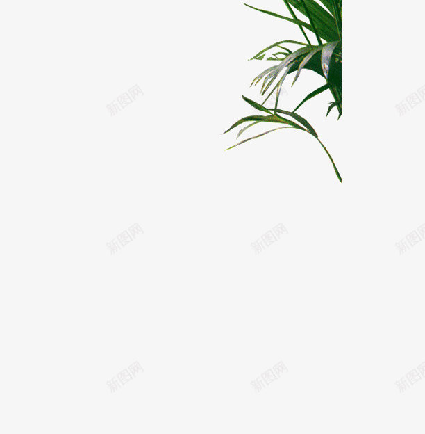 花草png免抠素材_88icon https://88icon.com 植物 盆栽 花朵 花草