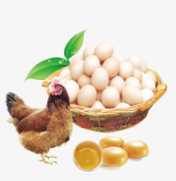 母鸡和鸡蛋图片篮子里的鸡蛋高清图片